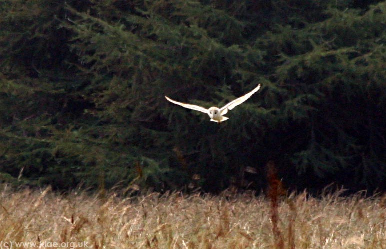 NE Region Craster 072009 121